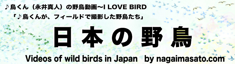 ♪鳥くん（永井真人）の野鳥動画～I LOVE BIRD　「♪鳥くんが、フィールドで撮影した野鳥たち」　日本の野鳥　Videos of wild birds in Japan　by nagaimasato.com　